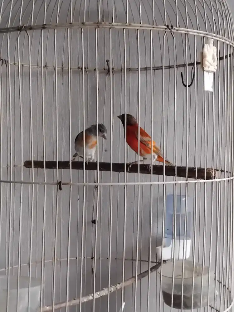 Sepasang burung Red Siskin