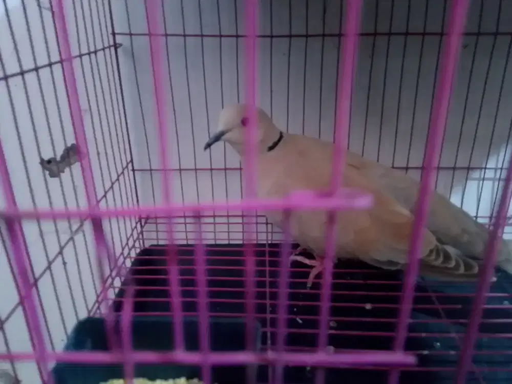 Burung puter pelung