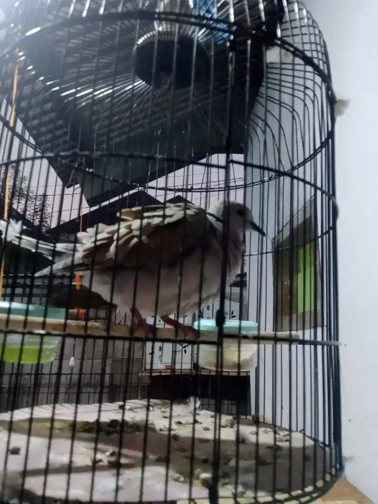 Burung puter lokal