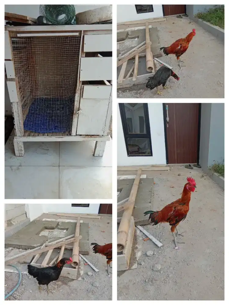 Di jual ayam pelung sejodo bonus kandang 700 rb aja