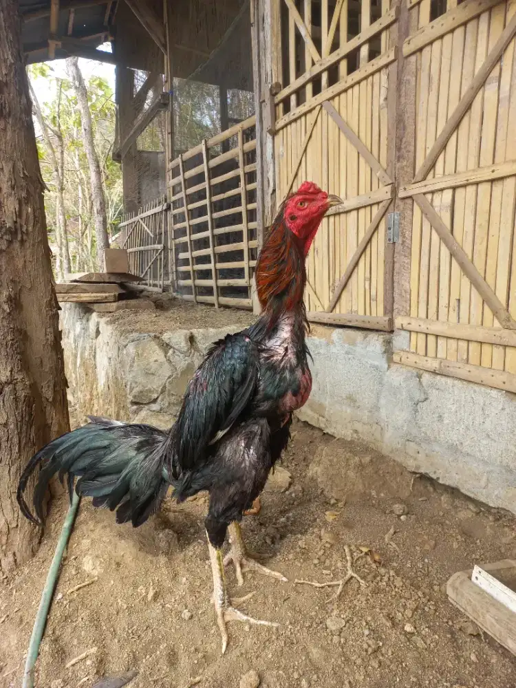 Ayam jago bangkok