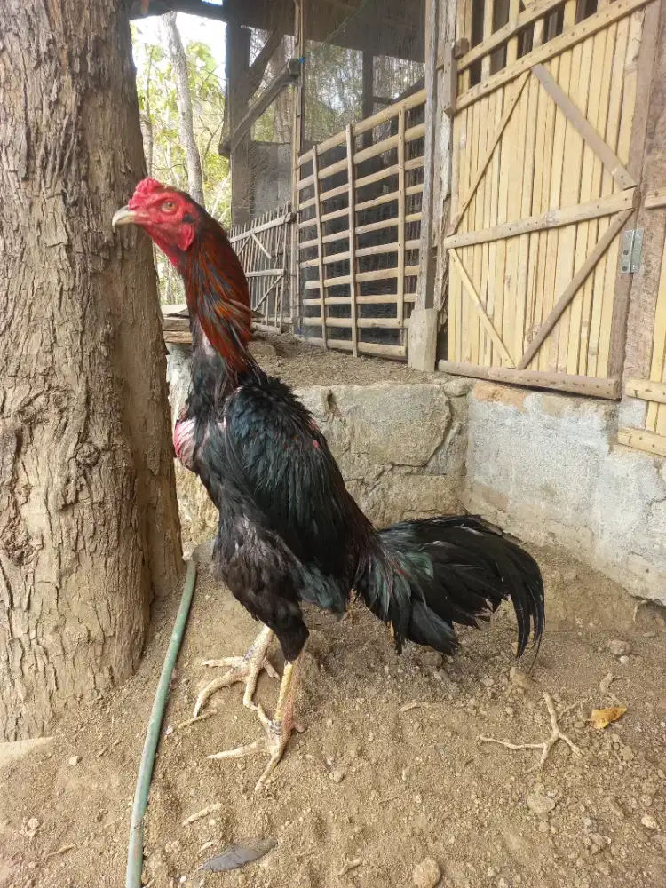 Di jual jago bangkok