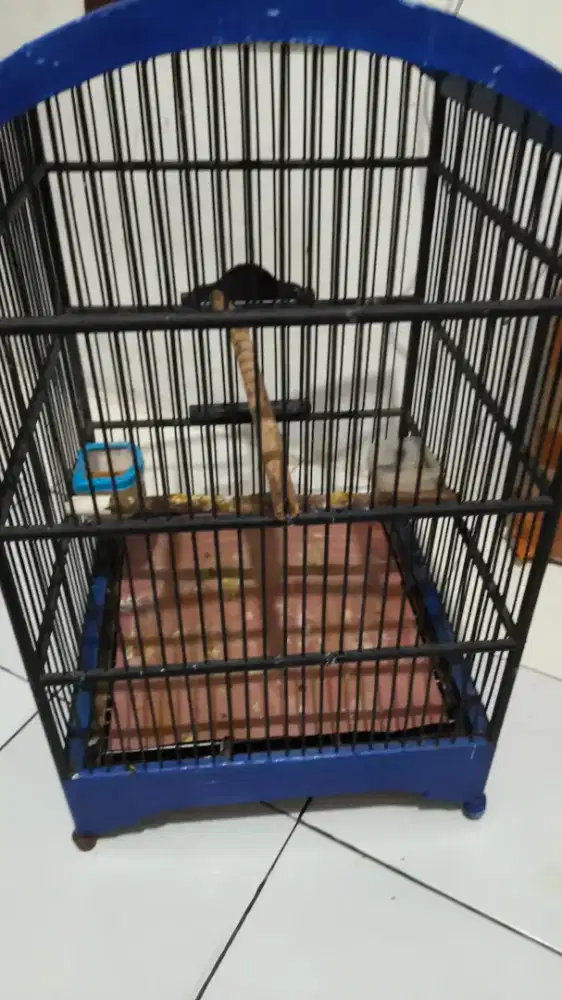 Kandang kotak nomer 2 bekas jalak Nias jalak suren lengkap