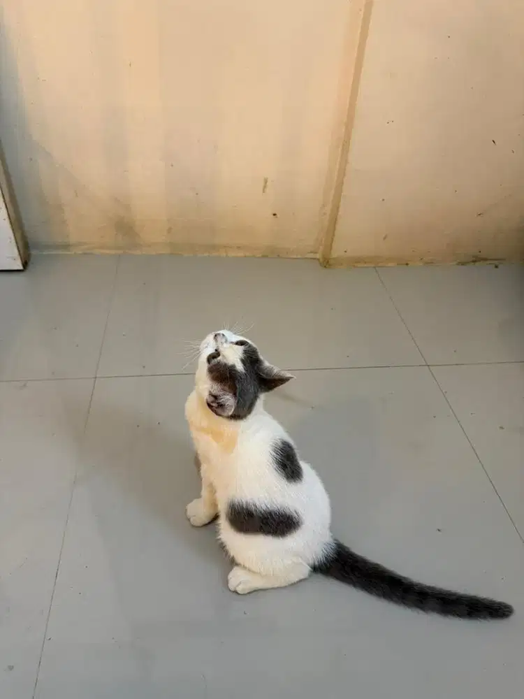 Kitten BSH Pure warna harleq blue umur 4bulan