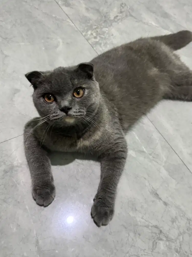 Scottish FOLD x BSH