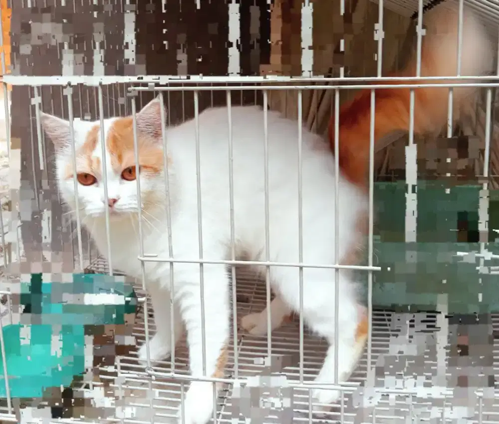 Alih rawat kucing jantan mixdom warna putih