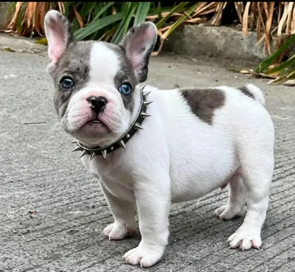 Jual French Bulldog jantan