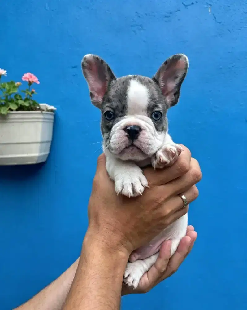 French Bulldog jantan