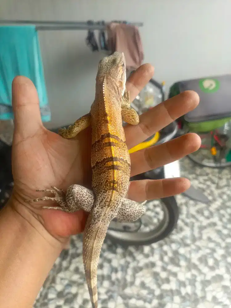 Iguana similis / ctenosaura similis