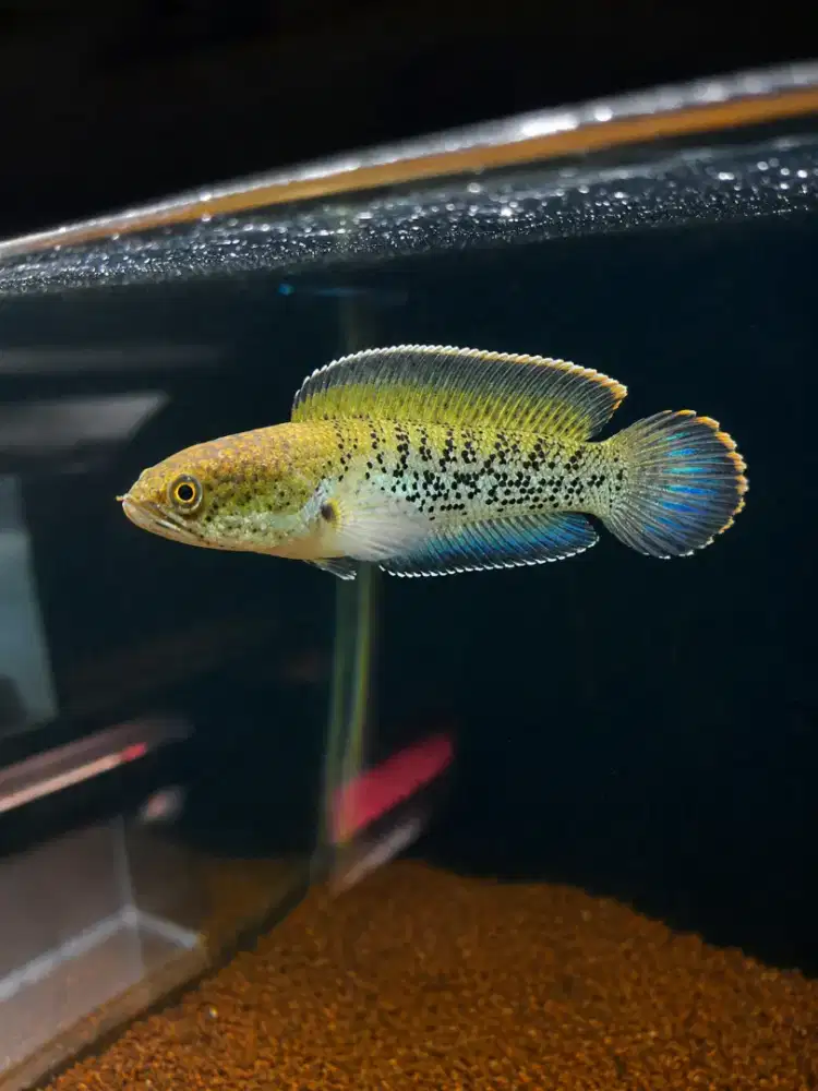 Channa stewarti ssb
