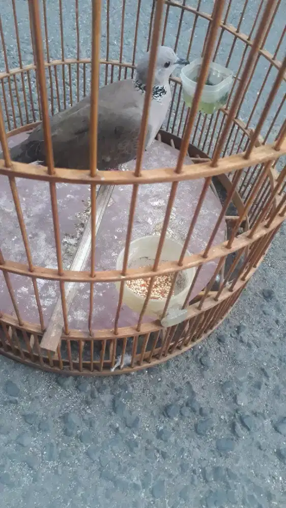 Jual Burubg Cuhu Jantan