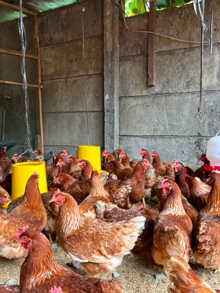 Ayam petelur siap produksi