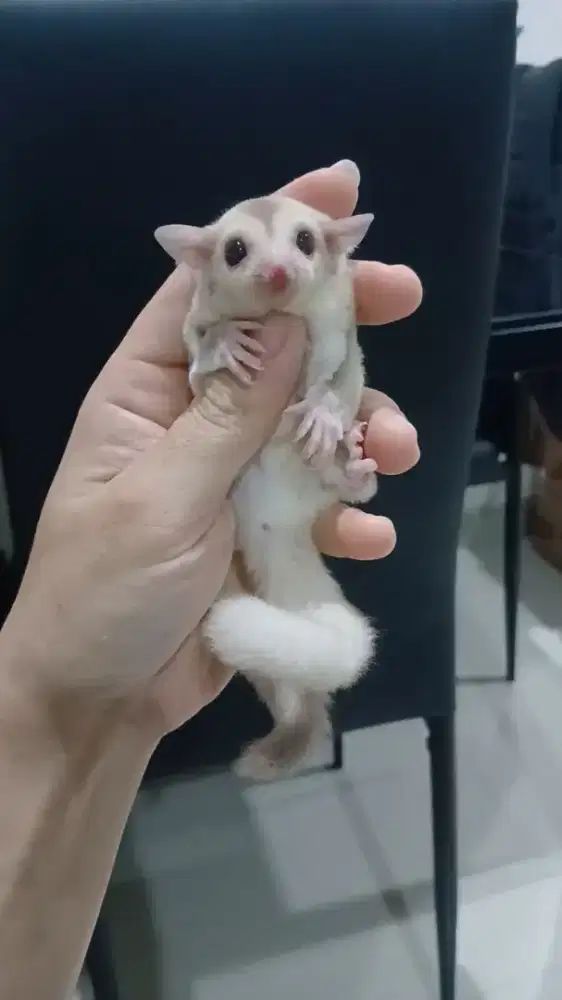 Sugar glider joey creamino