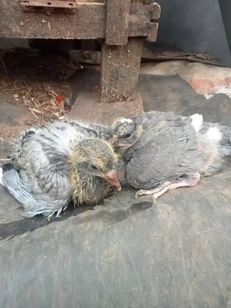 Anakan Burung merpati /dara