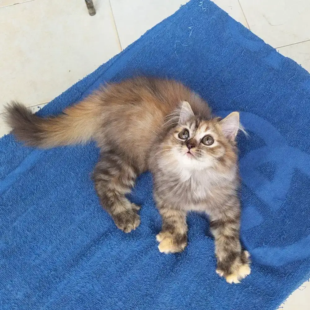 Kitten persia betina