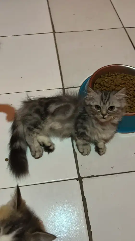 KITTEN KUCING MUNCHKIN