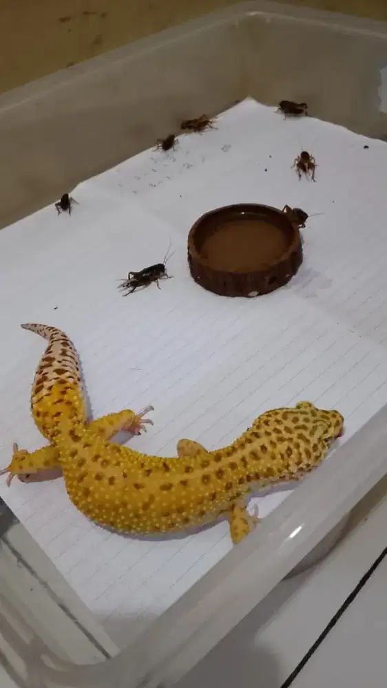 Gecko leopard/ Eublepharis macularius (Diperkirakan Jantan)