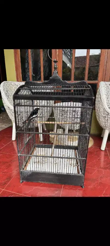 Kacer Dada Putih Jantan