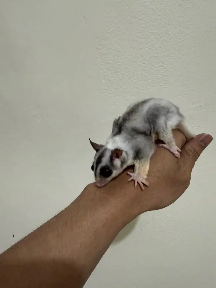 SUGAR GLIDER MOZAIK RINGTAIL