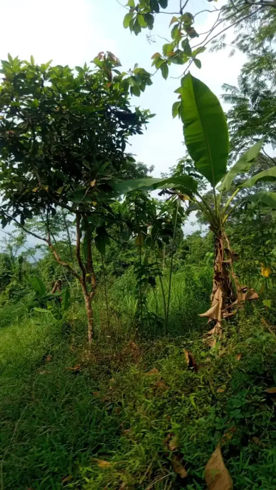 Dijual kebun luas kurang lebih 3000 m