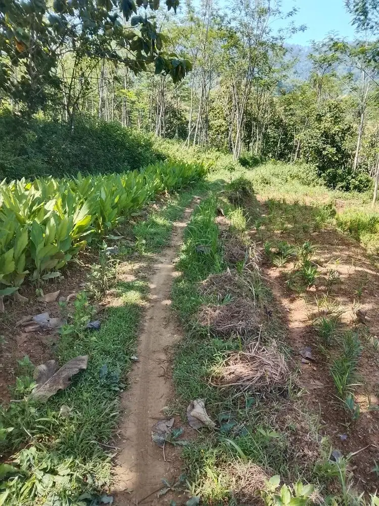 Dijual Tanah Tegalan
