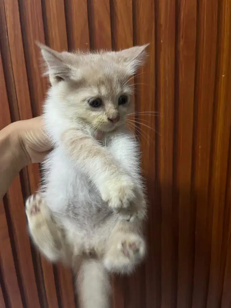 Open Adopsi Kucing Persia MIX