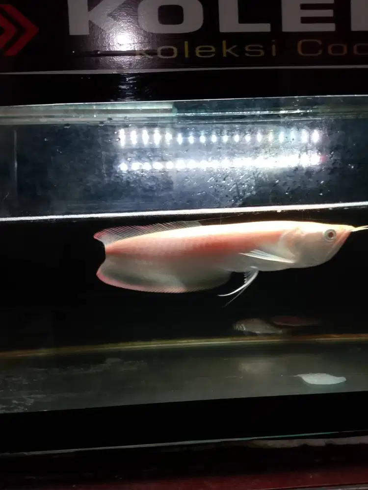Arwana Silver Albino