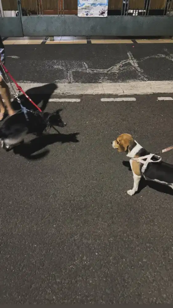 dibutuhkan kennel girls