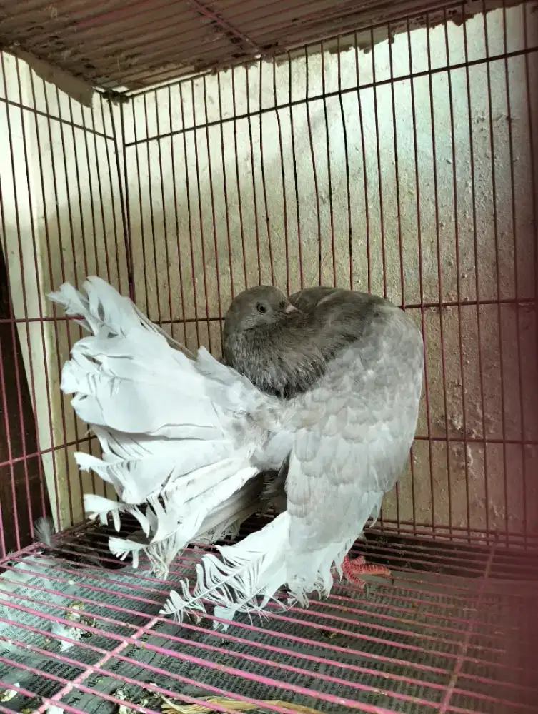 Merpati English Fantail Silver - Jantan (Langka)