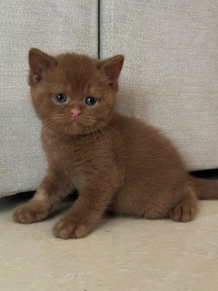 Kucing BSH Cinnamon