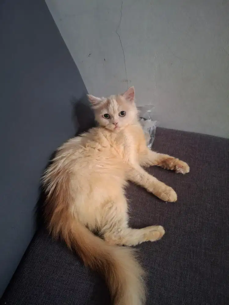 Persia flatnose jantan umur 8 bulan