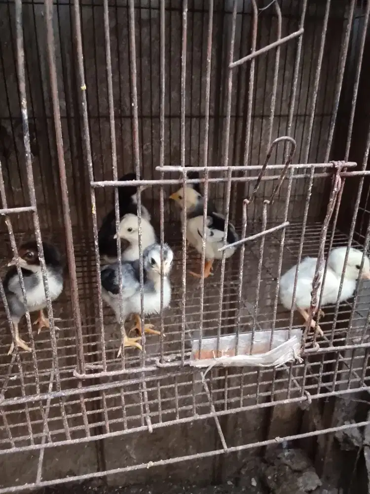 Anak ayam Bangkok borongan murah