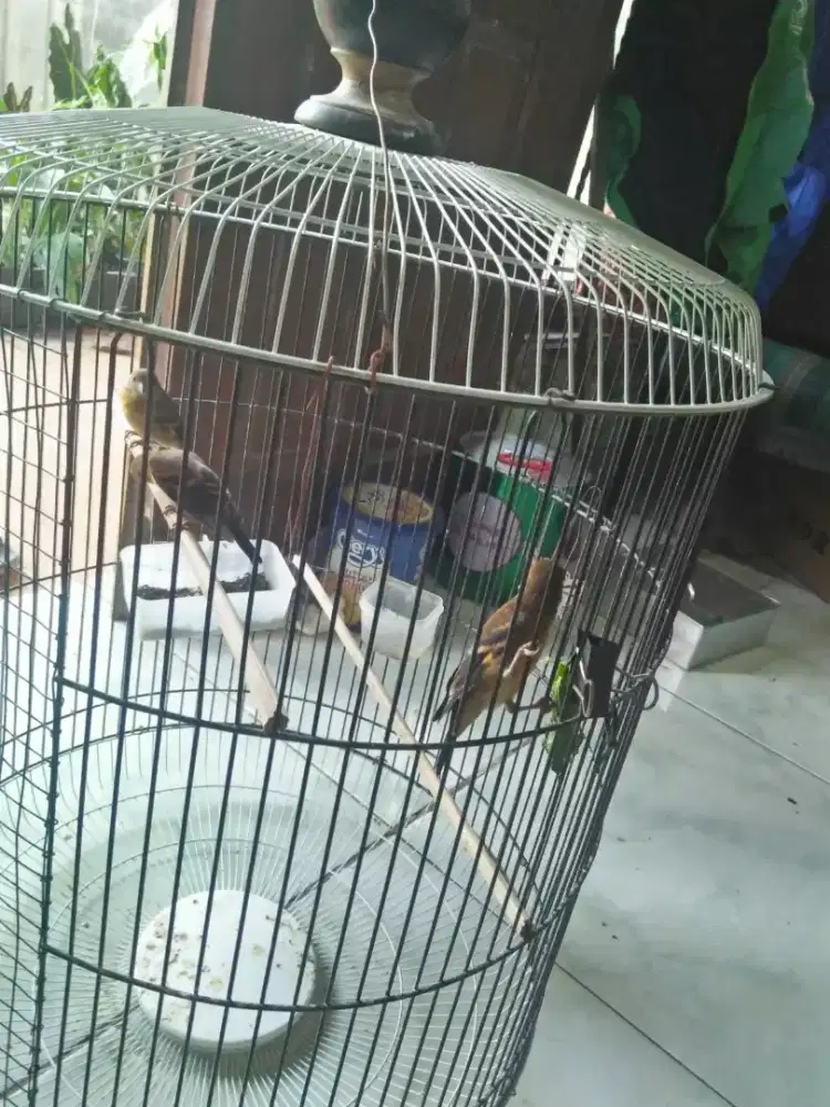 Anakan red siskin