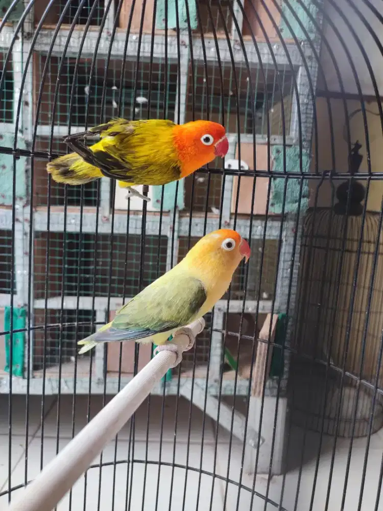 Lovebird biola gold euwinb x biola pb euwing sepasang