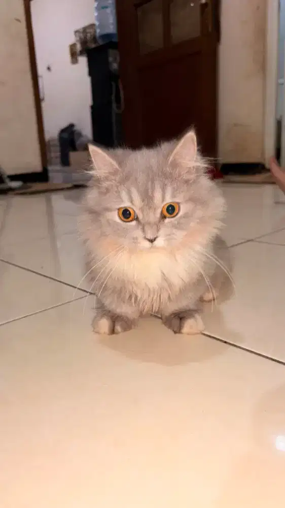 Kucing BLH munchkin betina