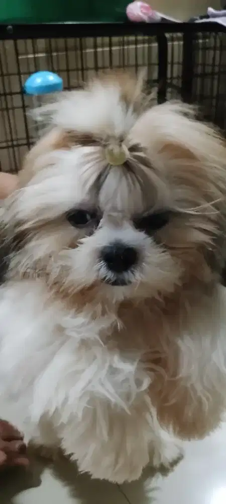 Di jual ana bul super gemas lucu