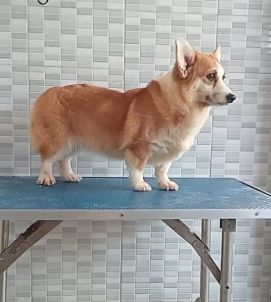 Indukan corgi champion