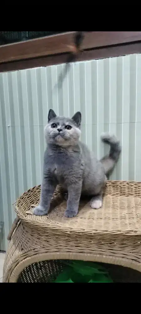Kucing British shorthair