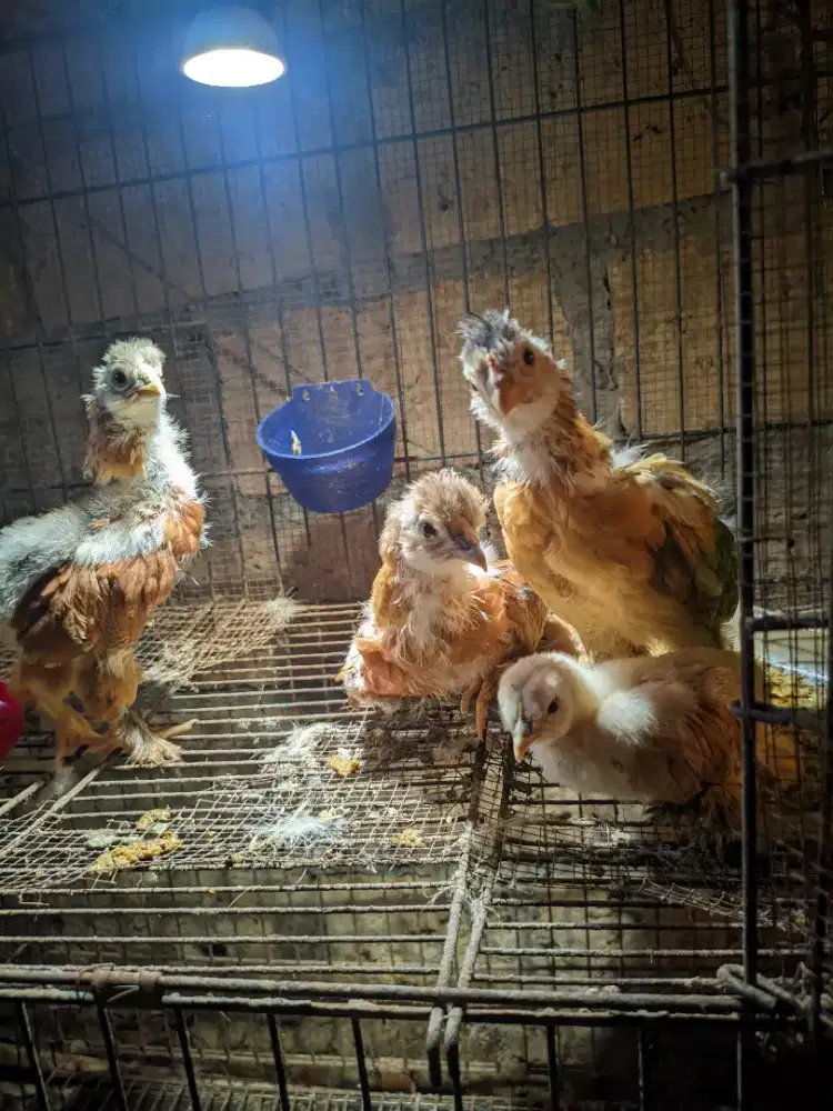 Ayam Hias Brahma Silkie(Brahma Original, dan American Silkie original)