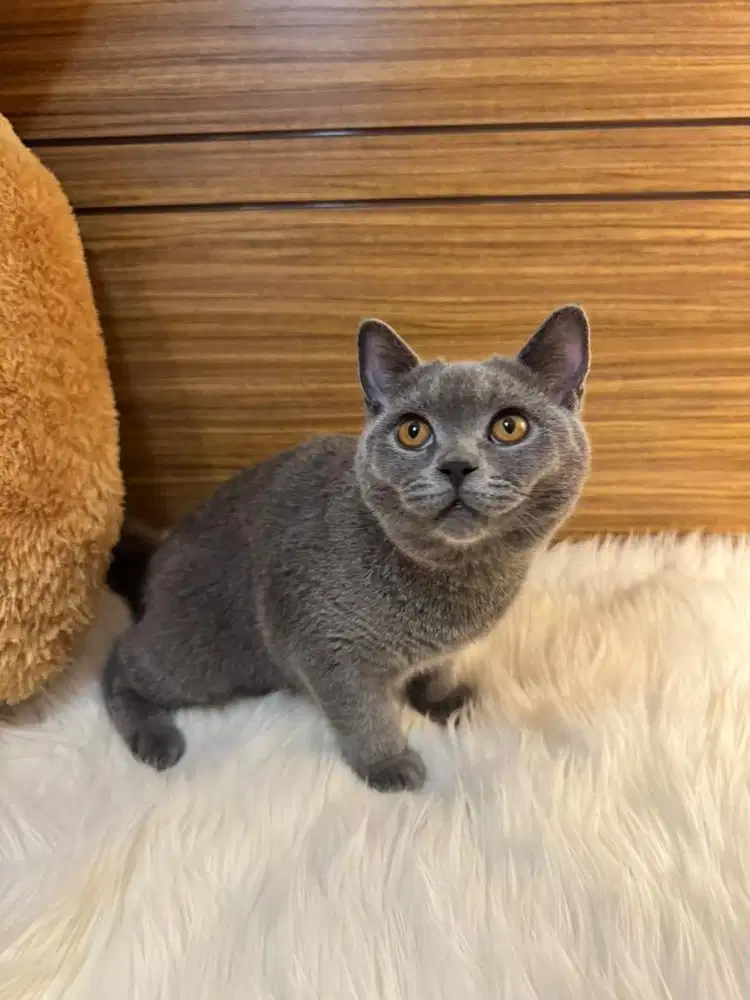 Open adopt BSH bandung