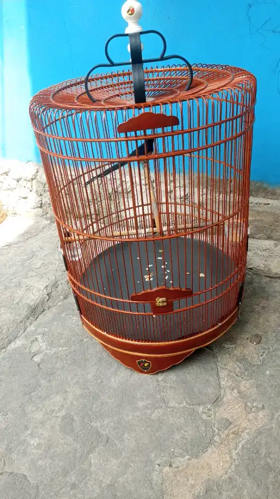 Burung murai seri F