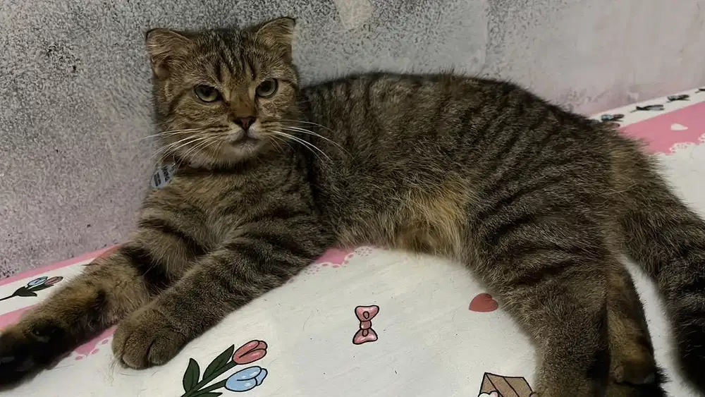 Kucing Scootish fold