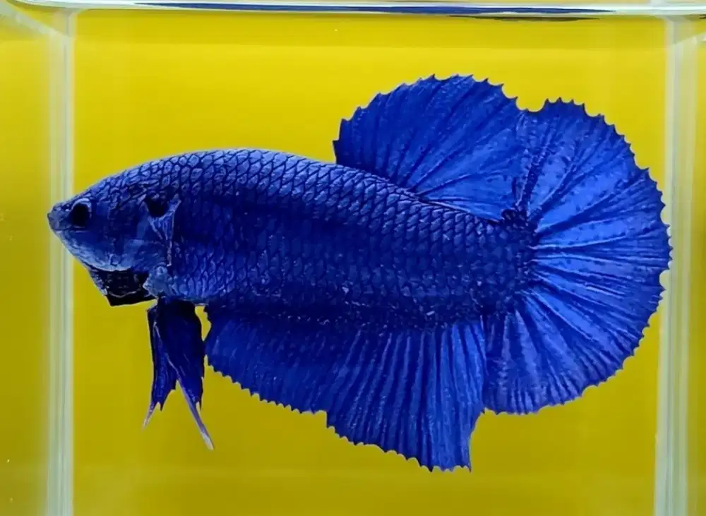 ikan cupang giant royale blue bo 5,3 cm