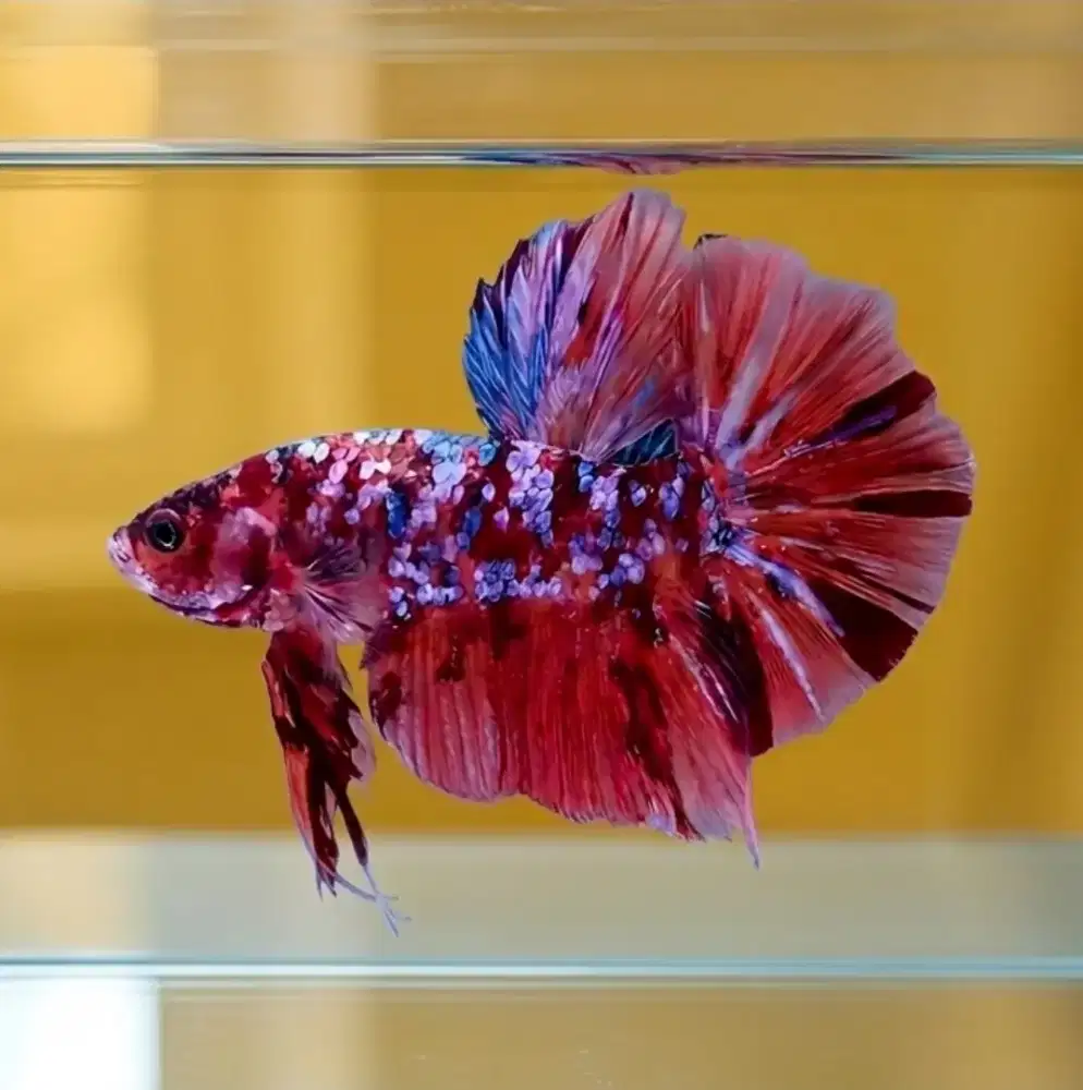 ikan cupang giant nemo galaxy