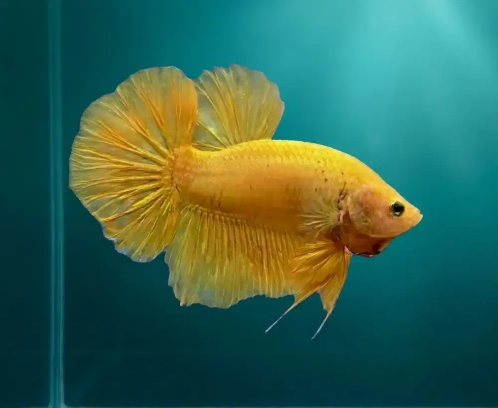 ikan cupang giant yellow