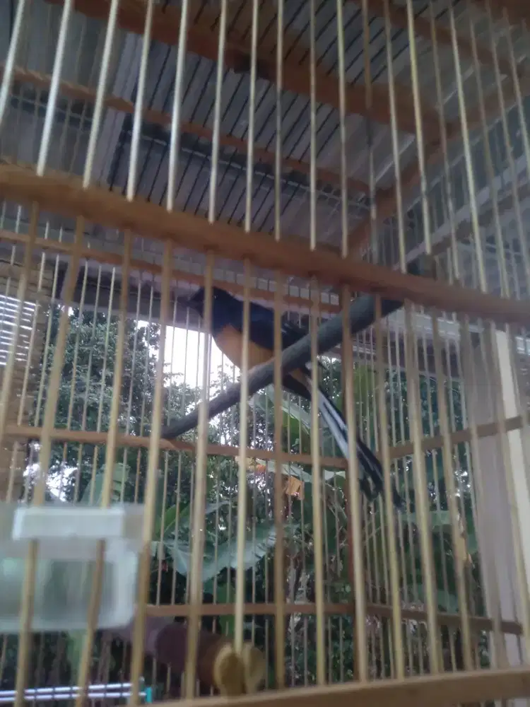 Murai batu medan