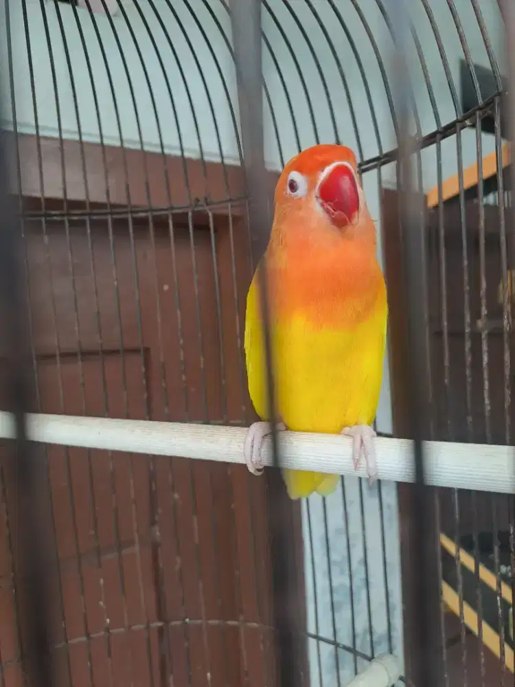 Love bird betina lutino mata merah
