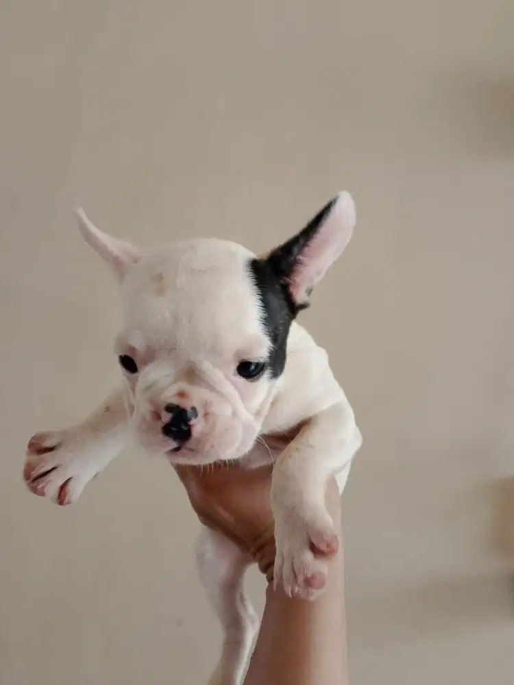 French Bulldog PIED