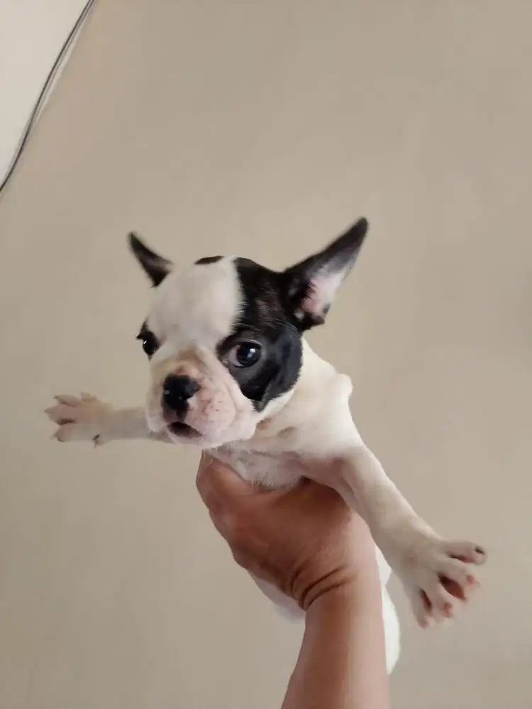 French Bulldog (Pied)