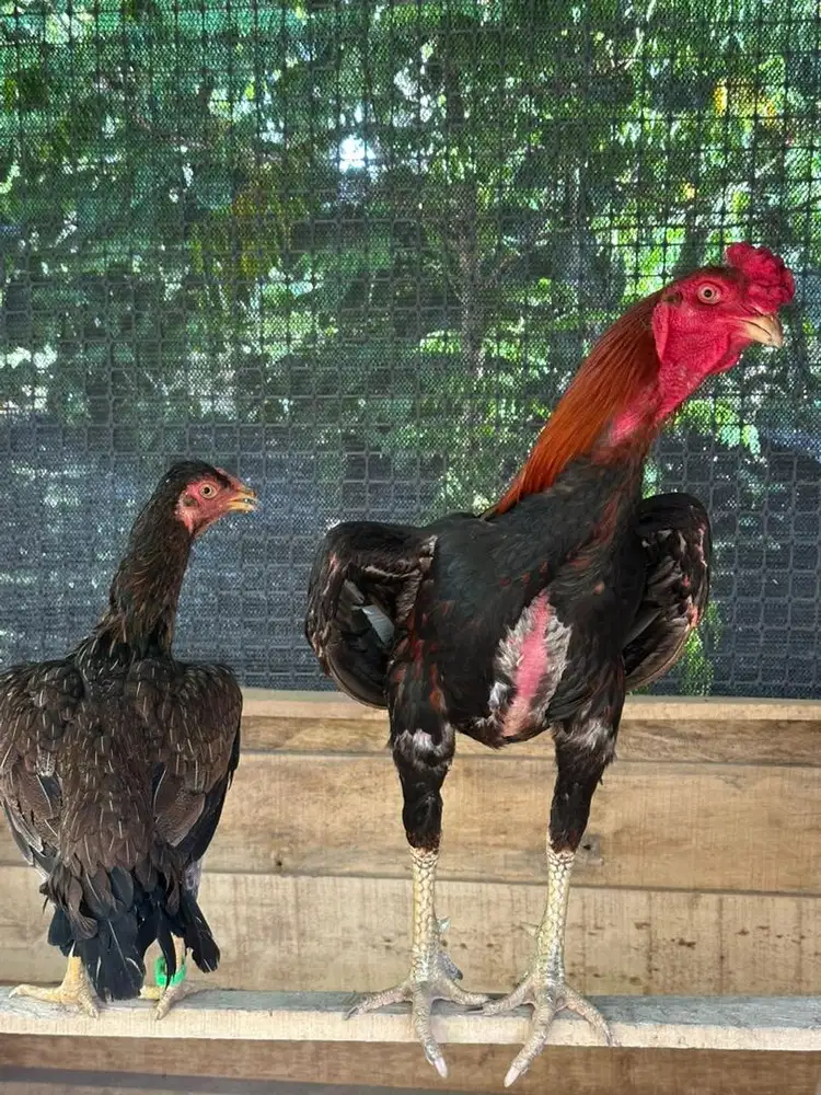 Jual Ayam sepasang